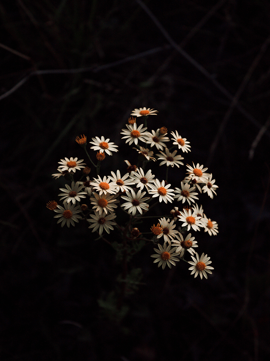 Daisy flowers