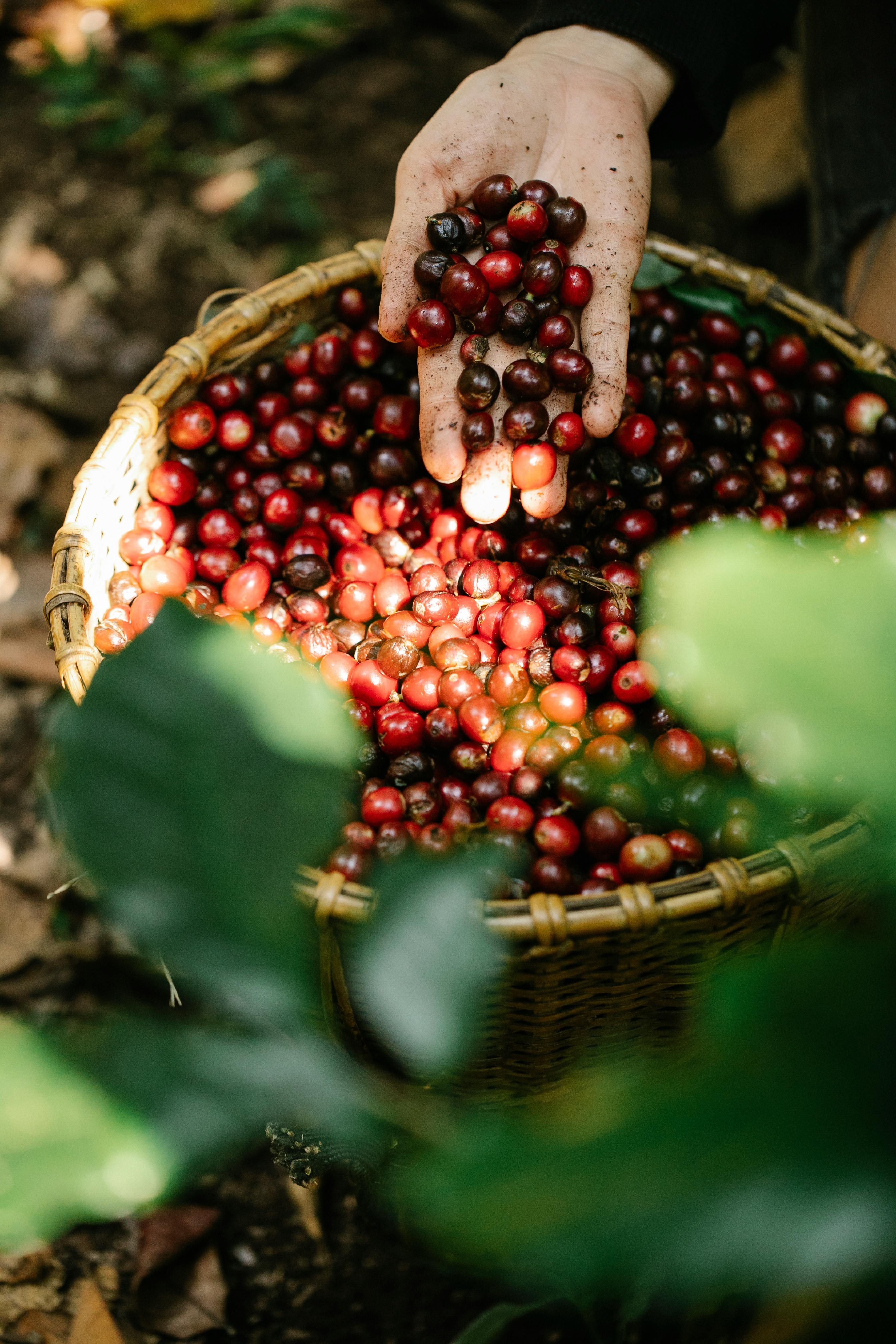 harvesting coffee