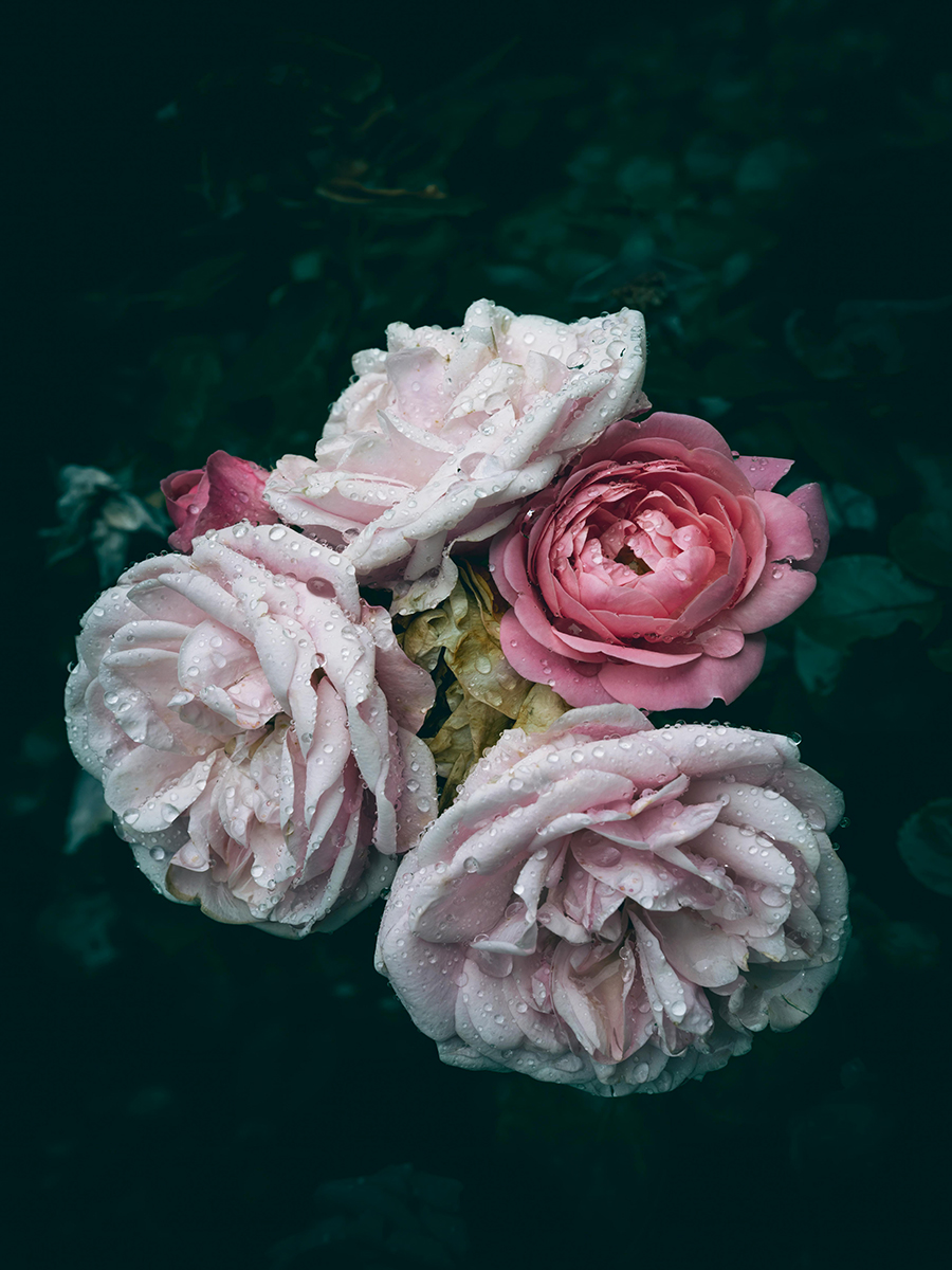 rose flowers